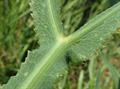 Falcaria